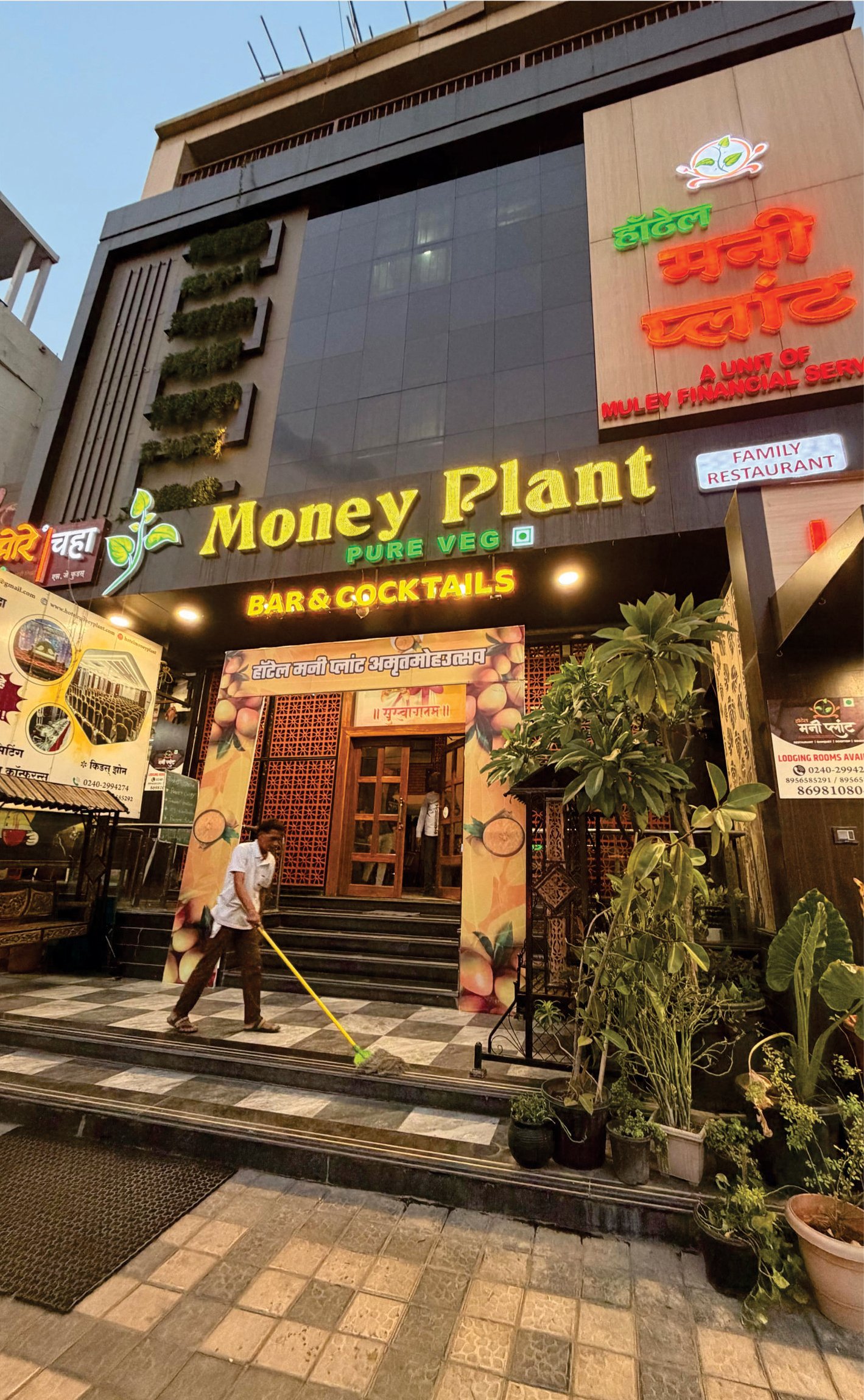 Money Plant